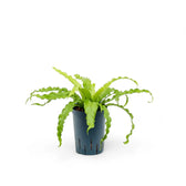 Asplenium antiquum 'Osaka' – Zimmerpflanze im Kulturtopf auf weißem Hintergrund, Produktfoto 5.