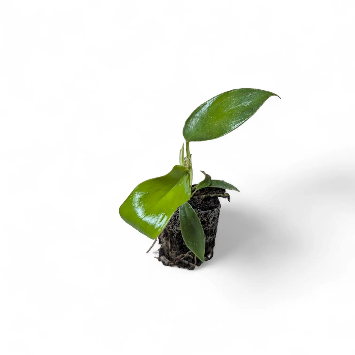 Philodendron squamiferum – Topfpflanze im Kulturtopf vor weißem Hintergrund, Produktfoto 4.