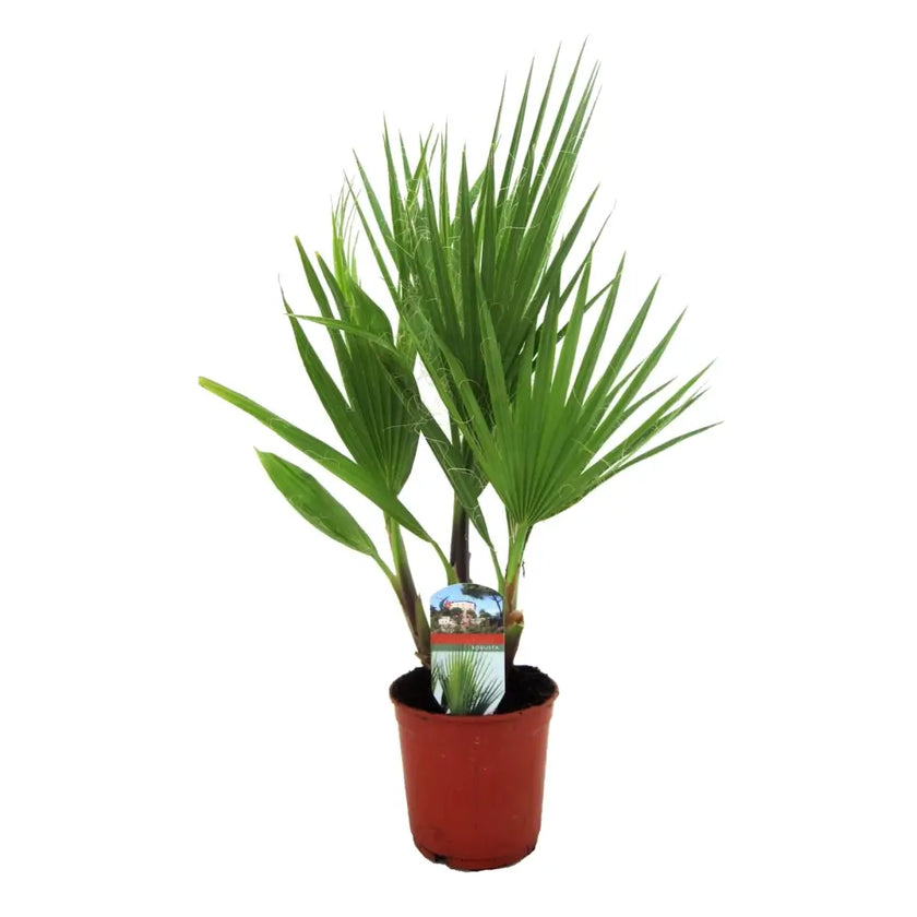 Washingtonia robusta potted houseplant in nursery pot on white background, product photo 2.
