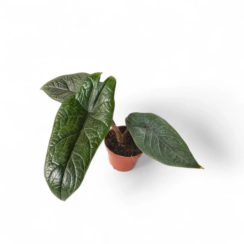 Alocasia scalprum potted houseplant in nursery pot on white background, product photo 3.