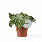 Anthurium 'Super Silver Blush' potted houseplant in nursery pot on white background, product photo 3.
