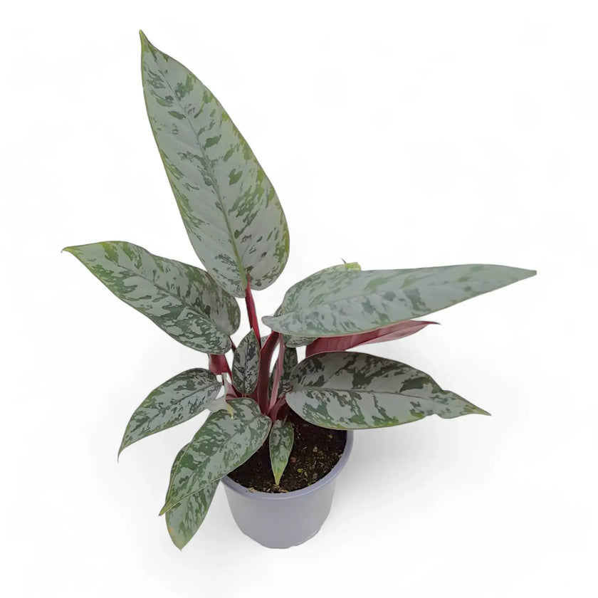 Apoballis acuminatissima 'Lavallaei' ('Purple Sword') potted houseplant in nursery pot on white background, product photo 2.