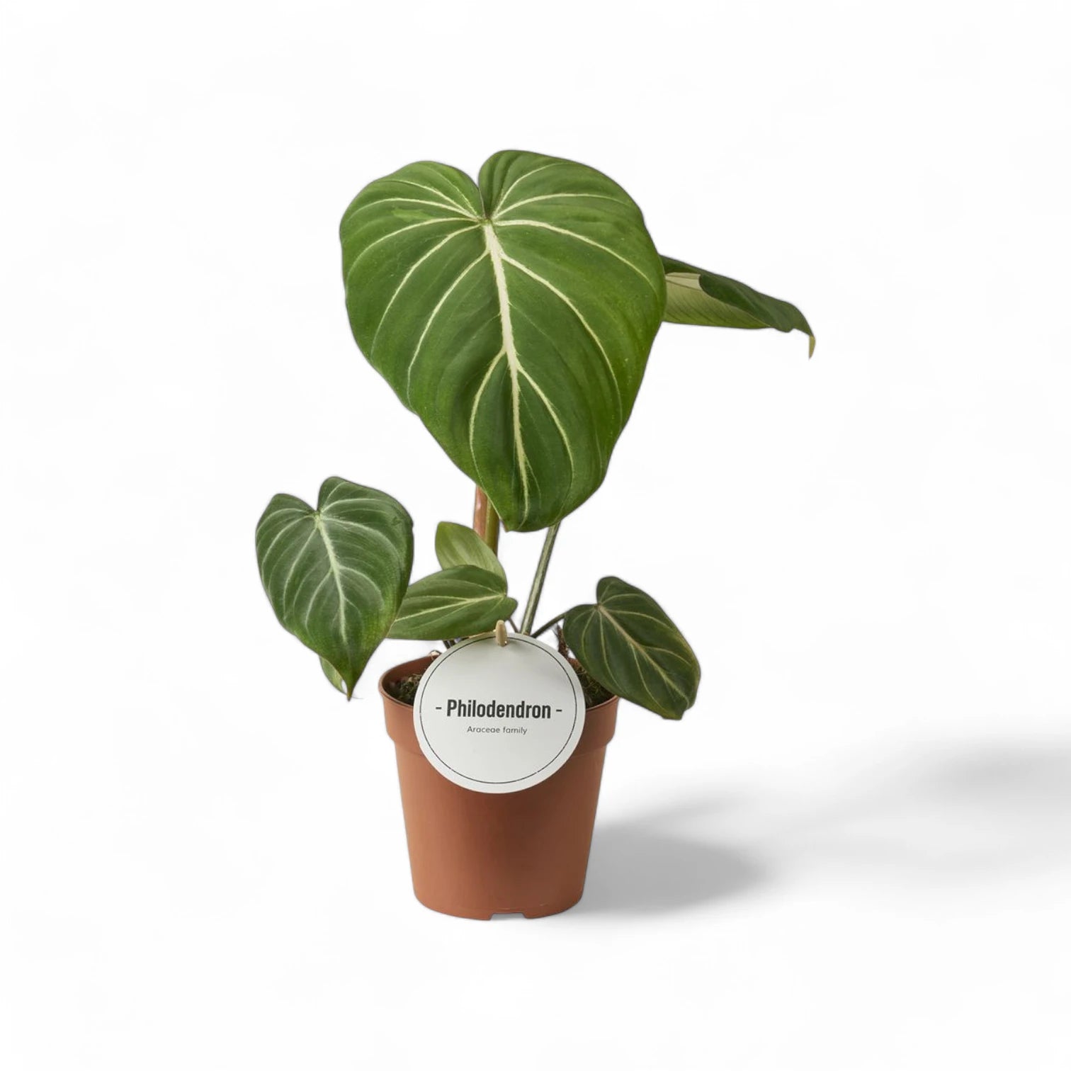 Philodendron gloriosum dark form – Topfpflanze im Kulturtopf vor weißem Hintergrund, Produktfoto 6.