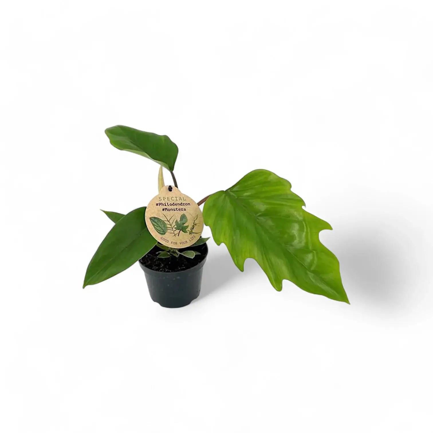 Philodendron mayoi – Topfpflanze im Kulturtopf vor weißem Hintergrund, Produktfoto 5.