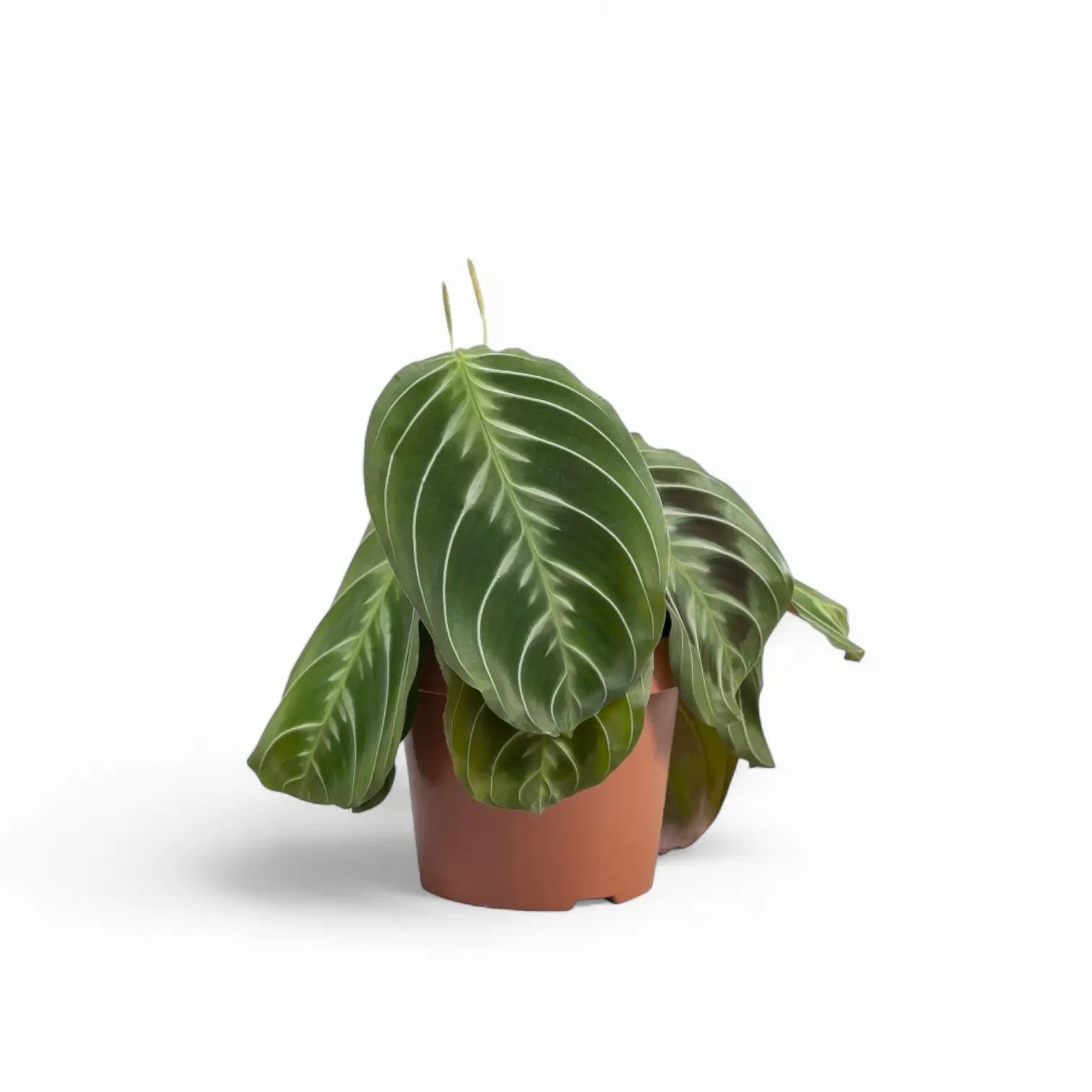 Maranta leuconeura 'Cat moustache' ('Exclusive Dark') potted houseplant in nursery pot on white background, product photo 2.