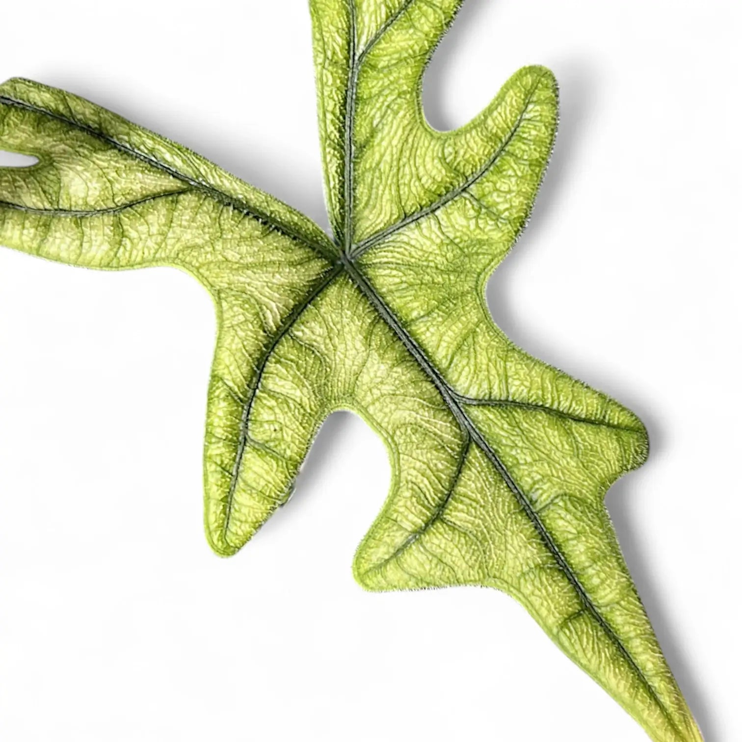 Nahaufnahme eines Blatts von Alocasia 'Jacklyn Ghost' ('Mint') vor weißem Hintergrund.