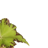 Begonia rex 'Jive' – Zimmerpflanze im Kulturtopf auf weißem Hintergrund, Produktfoto 3.