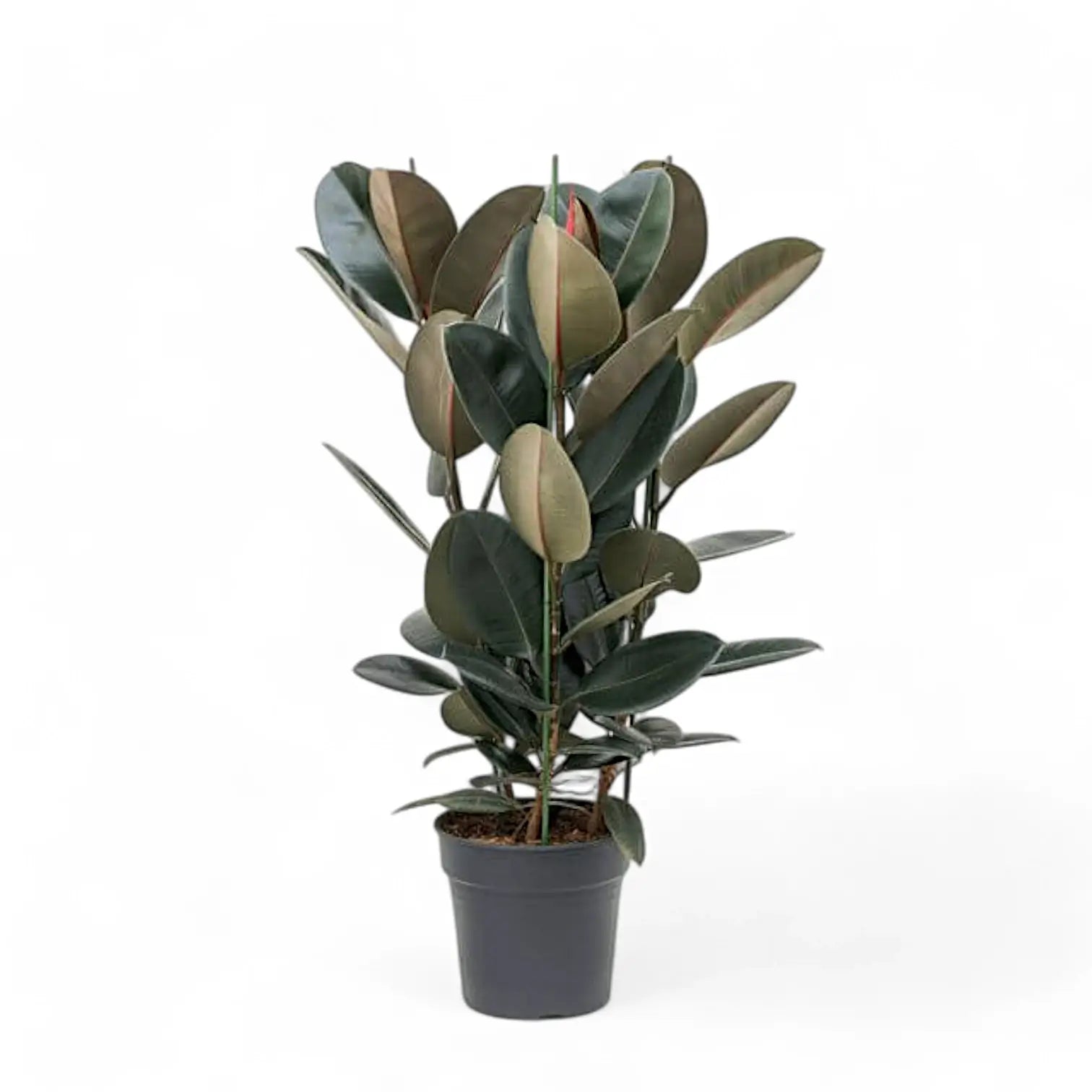 Ficus elastica 'Abidjan' potted houseplant in nursery pot on white background, product photo 12.