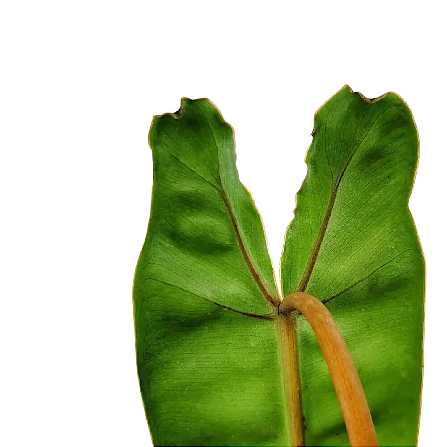Nahaufnahme eines Blatts von Philodendron billietiae vor weißem Hintergrund.