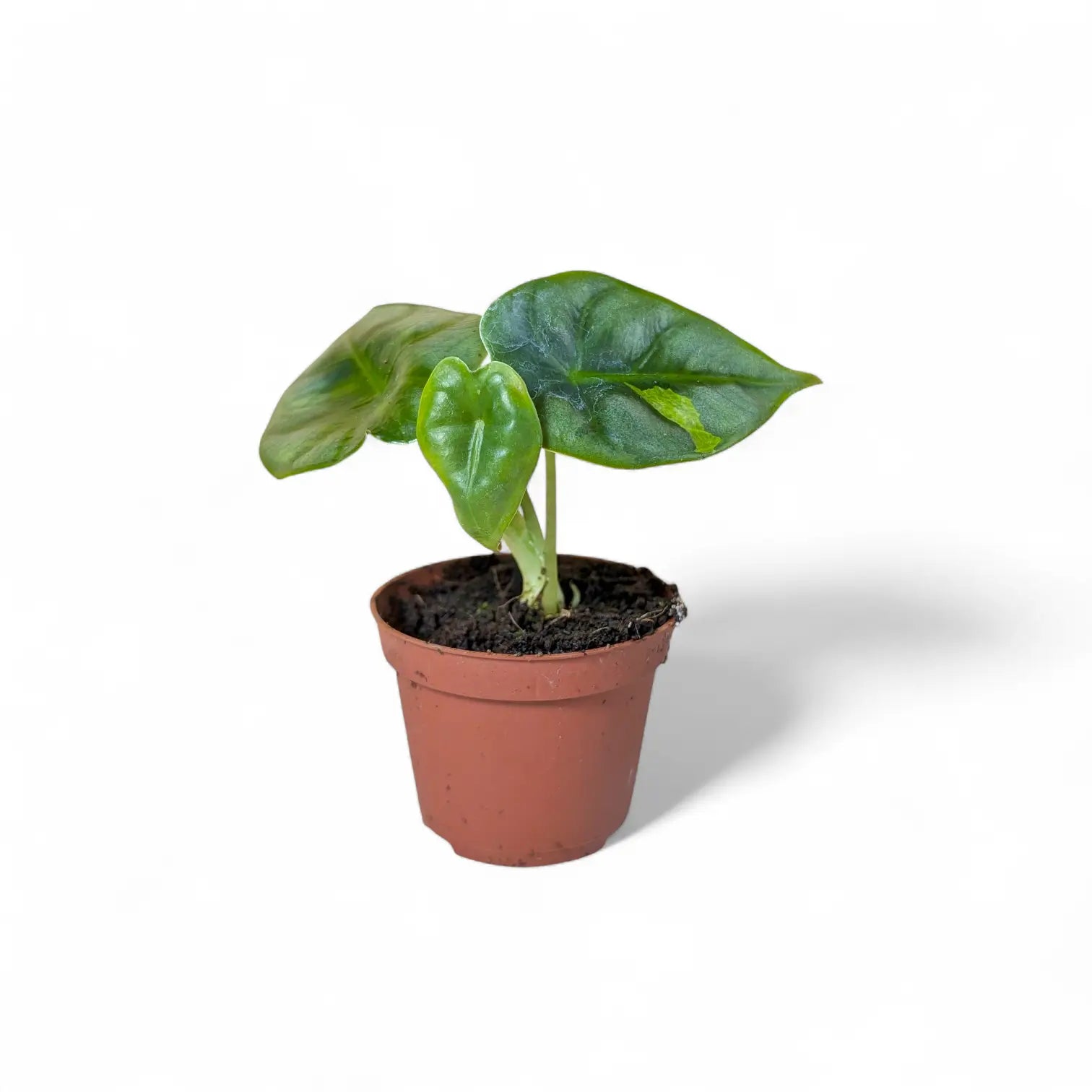 Alocasia reversa – Topfpflanze im Kulturtopf vor weißem Hintergrund, Produktfoto 5.