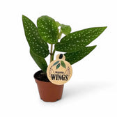 Begonia × albopicta – Zimmerpflanze im Kulturtopf auf weißem Hintergrund, Produktfoto 2.