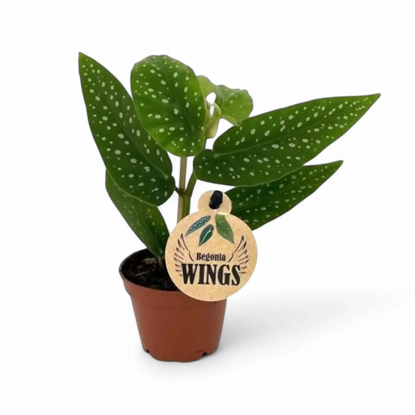 Begonia × albopicta – Zimmerpflanze im Kulturtopf auf weißem Hintergrund, Produktfoto 2.