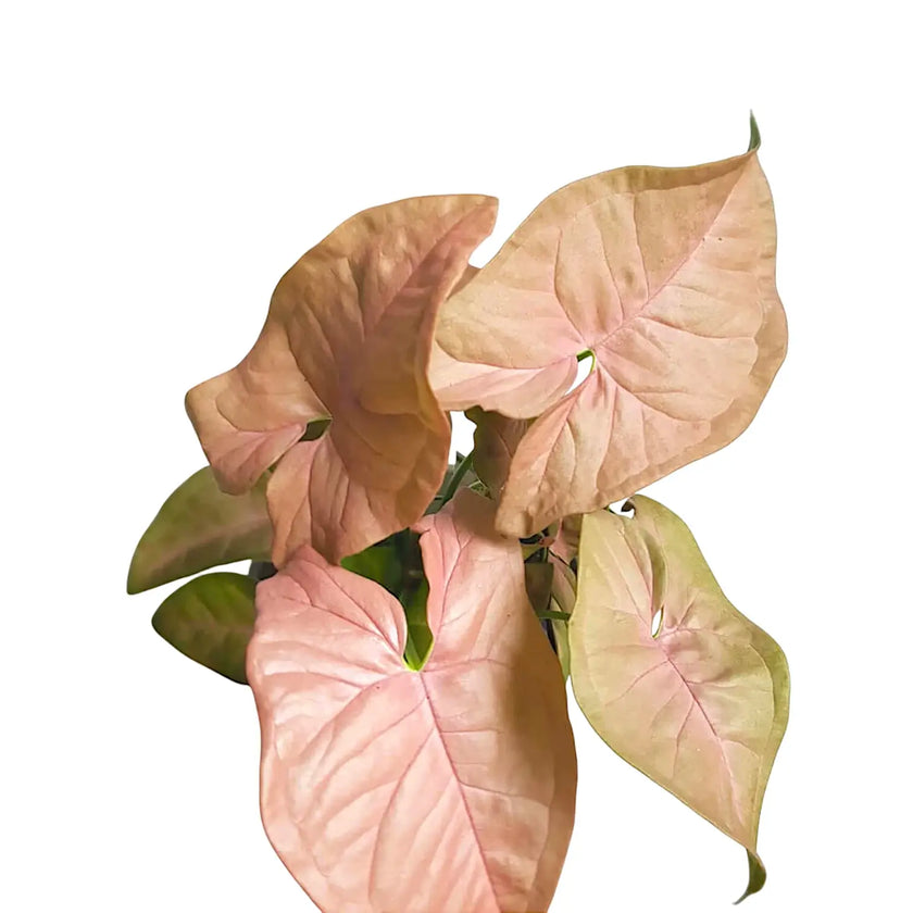Syngonium podophyllum ‘Neon' leaf close-up on white background.