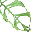 Monstera obliqua (Peru) leaf close-up on white background.