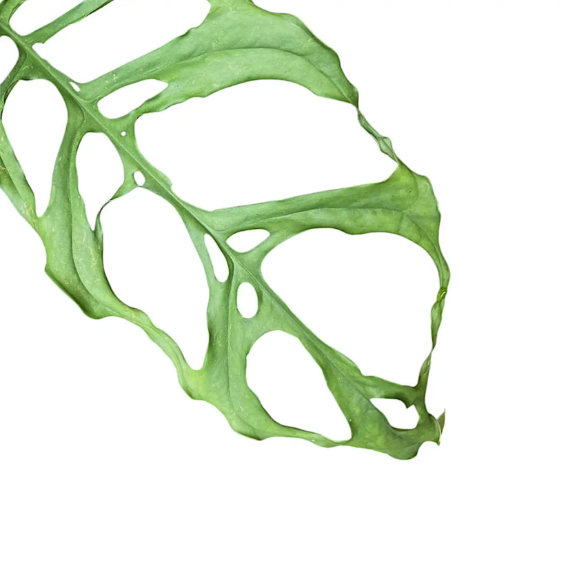 Nahaufnahme eines Blatts von Monstera obliqua (Peru) vor weißem Hintergrund.