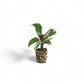 Goeppertia (Calathea) lietzei 'White fusion' potted houseplant in nursery pot on white background, product photo 3.