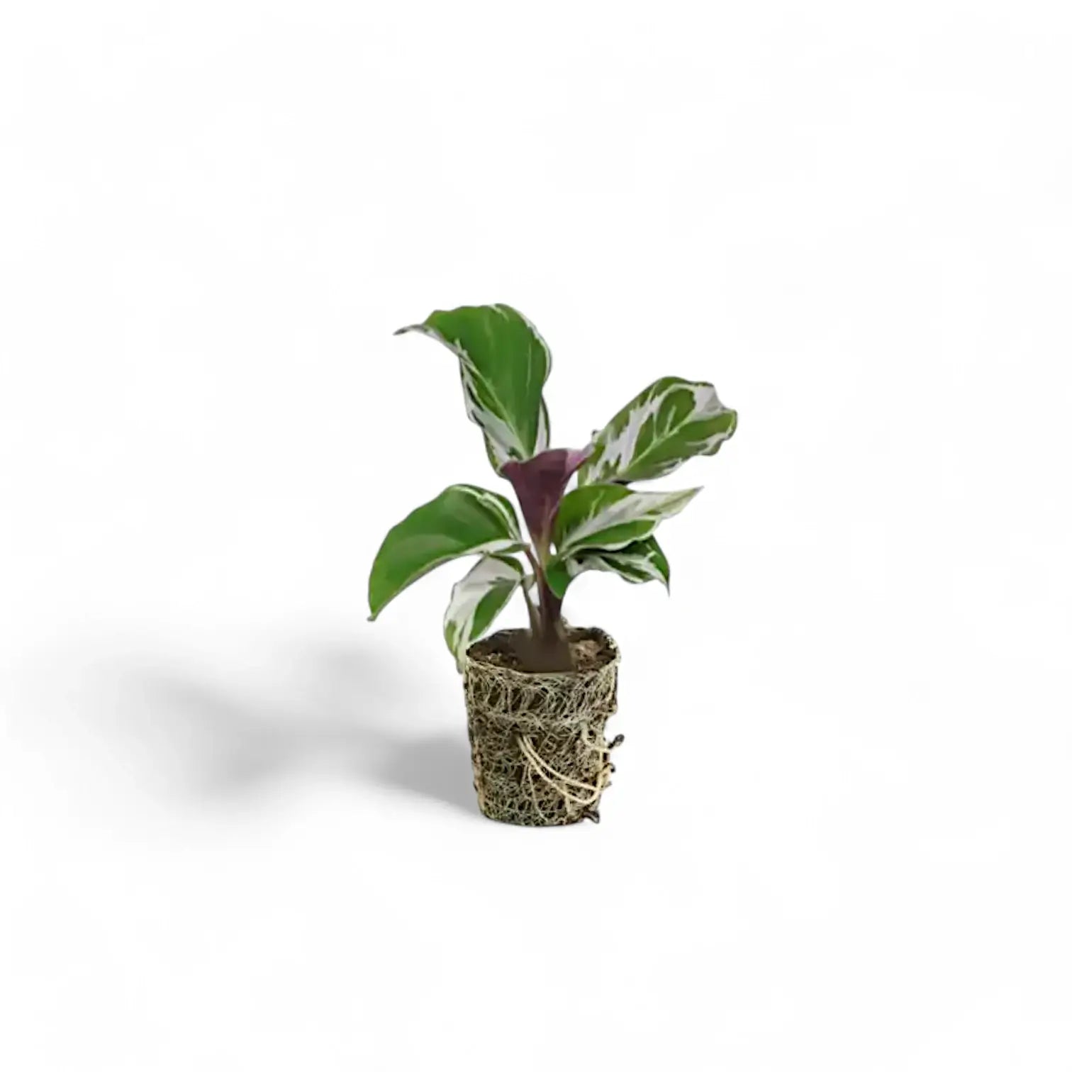 Goeppertia (Calathea) lietzei 'White fusion' potted houseplant in nursery pot on white background, product photo 3.