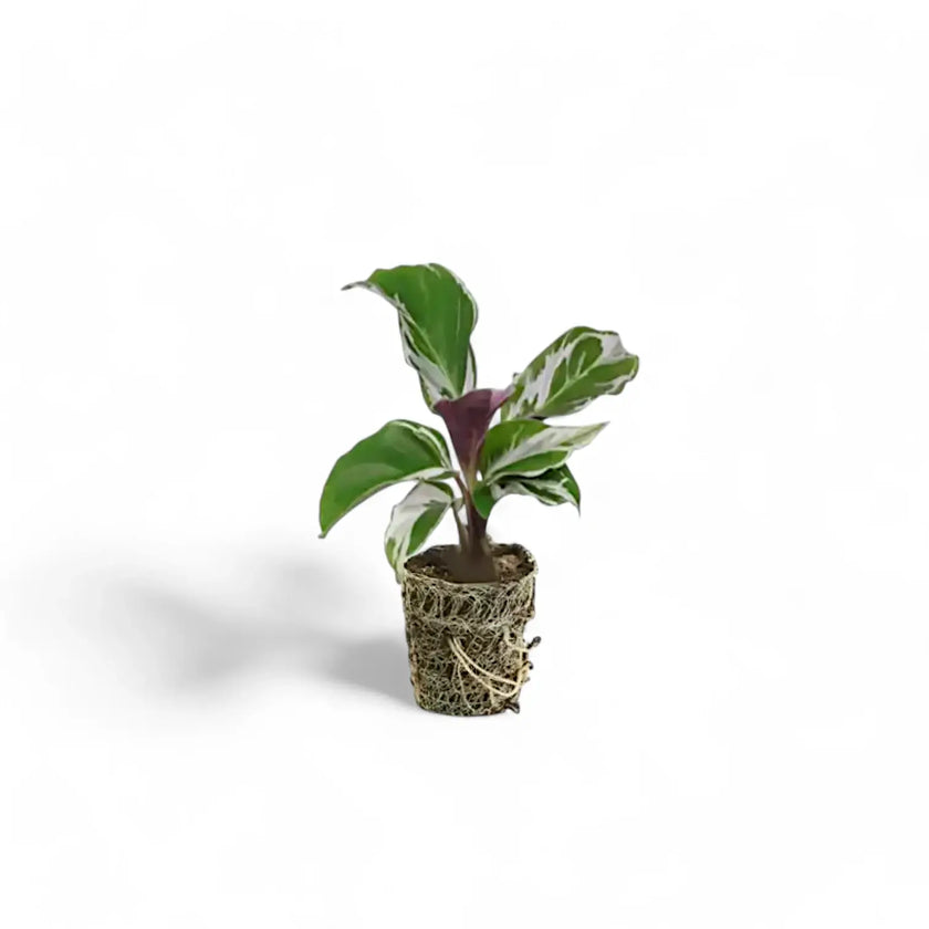 Goeppertia (Calathea) lietzei 'White fusion' potted houseplant in nursery pot on white background, product photo 3.