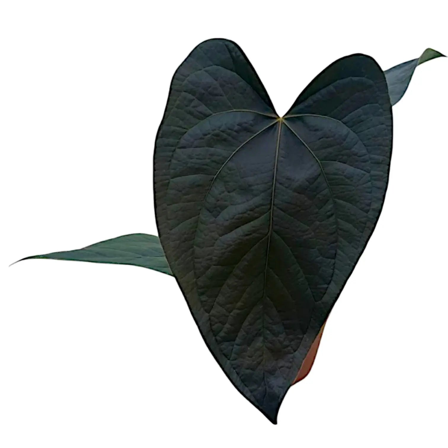 Anthurium 'Queen of hearts' potted houseplant in nursery pot on white background, product photo 6.