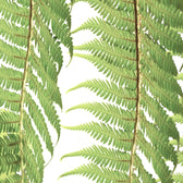 Nahaufnahme eines Wedels von Dicksonia antarctica vor weißem Hintergrund.