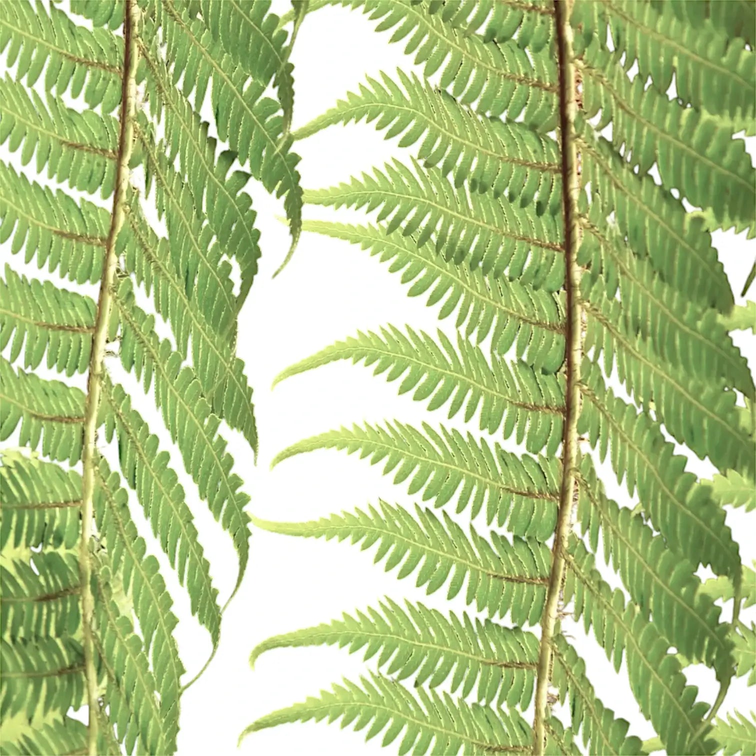 Nahaufnahme eines Wedels von Dicksonia antarctica vor weißem Hintergrund.