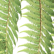 Nahaufnahme eines Wedels von Dicksonia antarctica vor weißem Hintergrund.