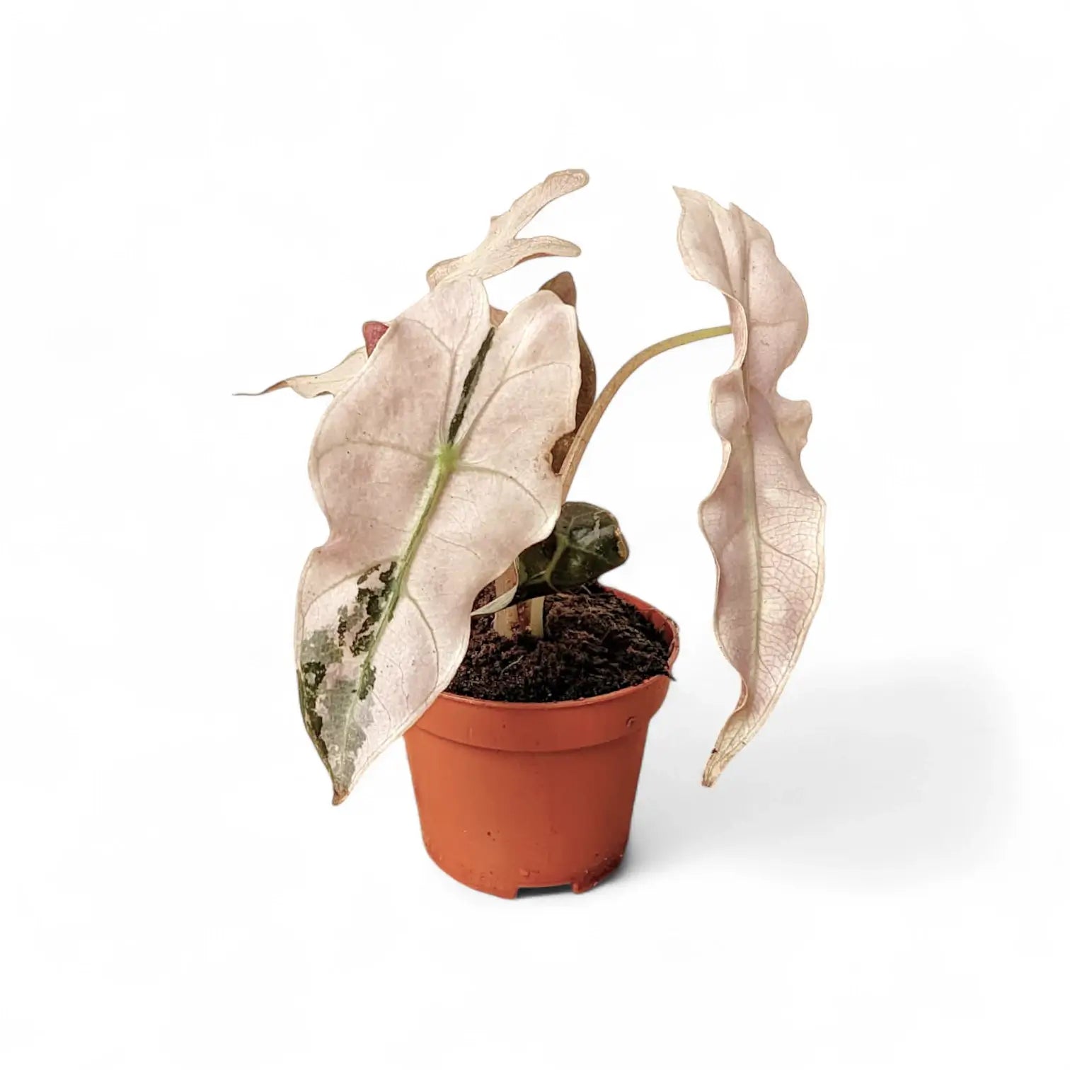 Alocasia 'Polly' Albo/ Pink Variegata – Zimmerpflanze im Kulturtopf auf weißem Hintergrund, Produktfoto 4.