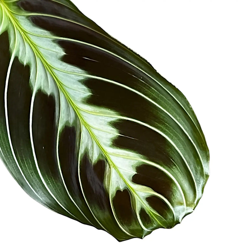 Maranta leuconeura 'Cat moustache' ('Exclusive Dark') leaf close-up on white background.