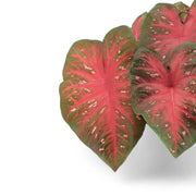 Nahaufnahme eines Blatts von Caladium 'Red Flash' vor weißem Hintergrund.