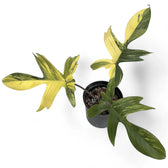 Philodendron 'Florida Beauty' ('Magic Mask') – Zimmerpflanze im Kulturtopf auf weißem Hintergrund, Produktfoto 10.