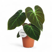 Philodendron 'El Choco red' (Philodendron rubrijuvenile) – Zimmerpflanze im Kulturtopf auf weißem Hintergrund, Produktfoto 11.