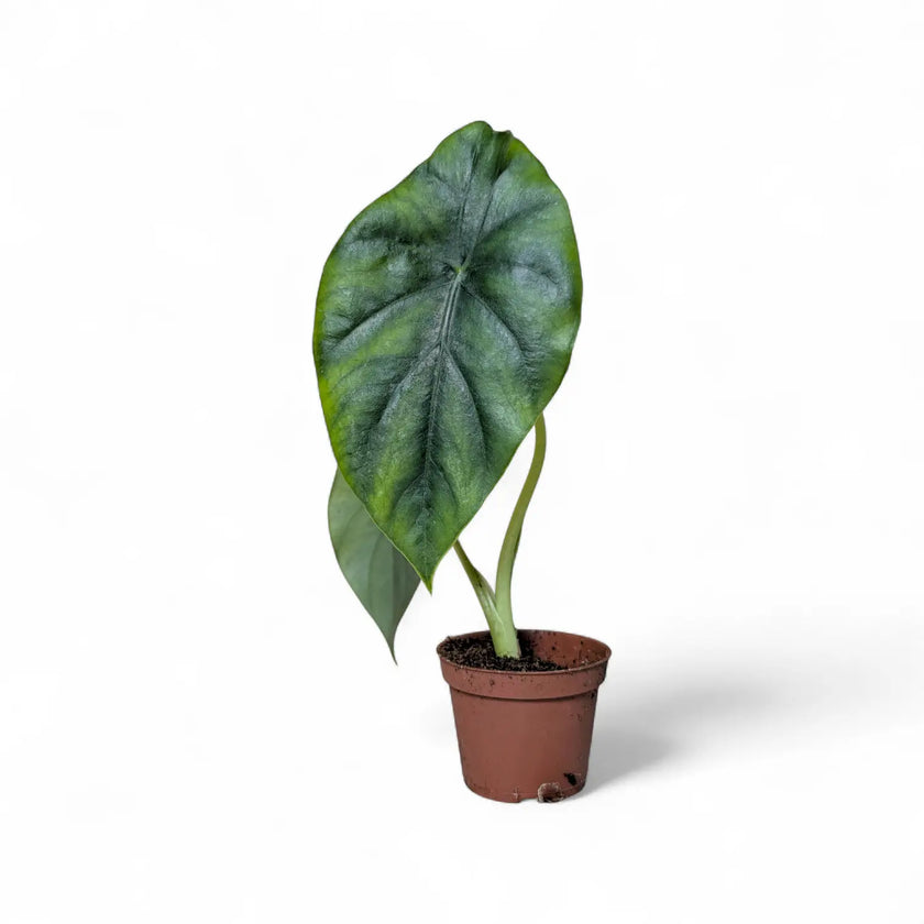 Alocasia clypeolata 'Green shield' potted houseplant in nursery pot on white background, product photo 2.