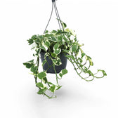 Epipremnum aureum 'N'Joy' – Topfpflanze im Kulturtopf vor weißem Hintergrund, Produktfoto 10.