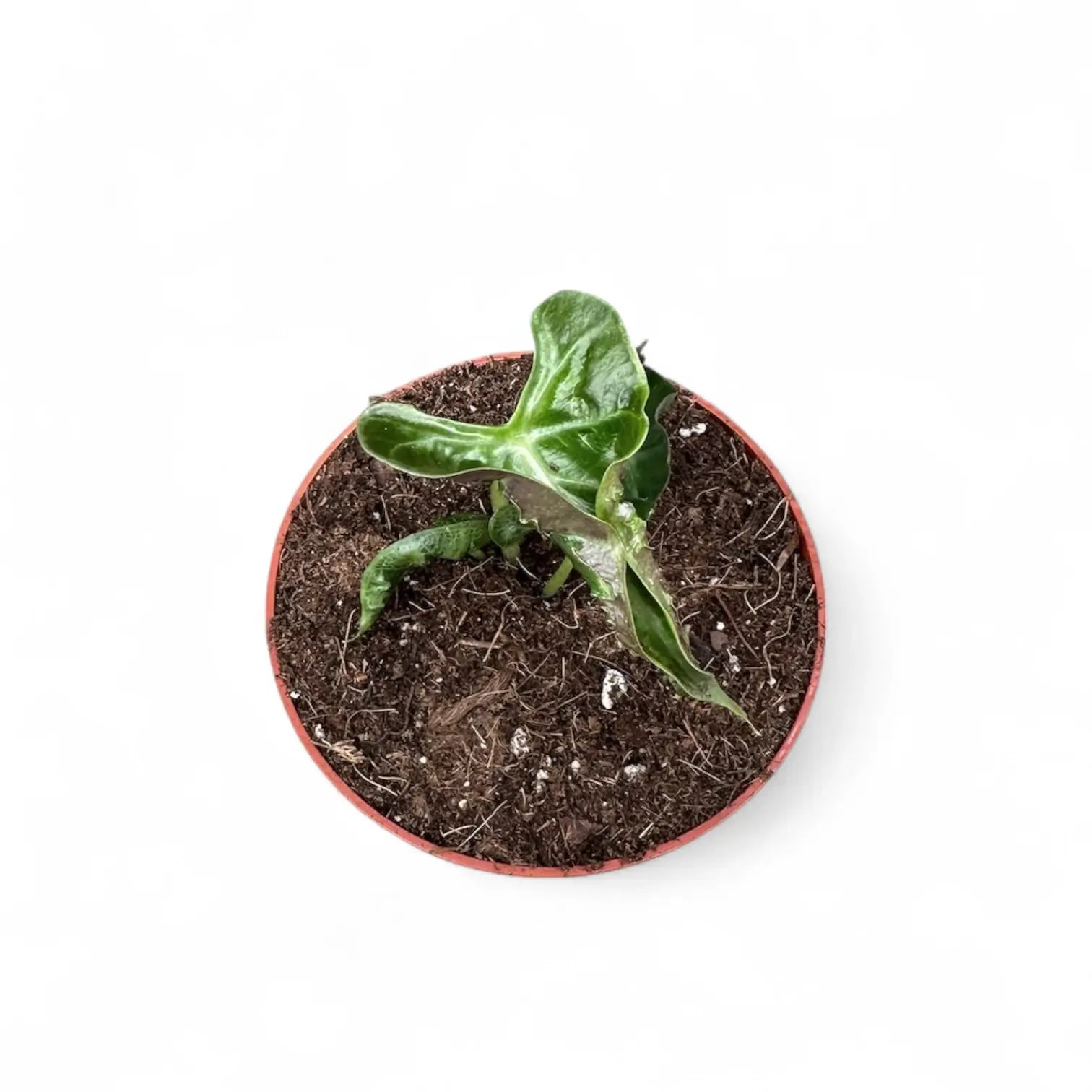 Alocasia 'Loco' – Zimmerpflanze im Kulturtopf auf weißem Hintergrund, Produktfoto 4.