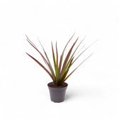Dracaena reflexa var. angustifolia 'Magenta' potted houseplant in nursery pot on white background, product photo 3.
