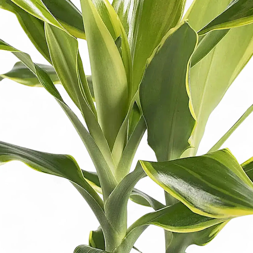Nahaufnahme eines Blatts von Dracaena fragrans 'Golden Coast' vor weißem Hintergrund.
