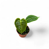 Anthurium veitchii potted houseplant in nursery pot on white background, product photo 6.