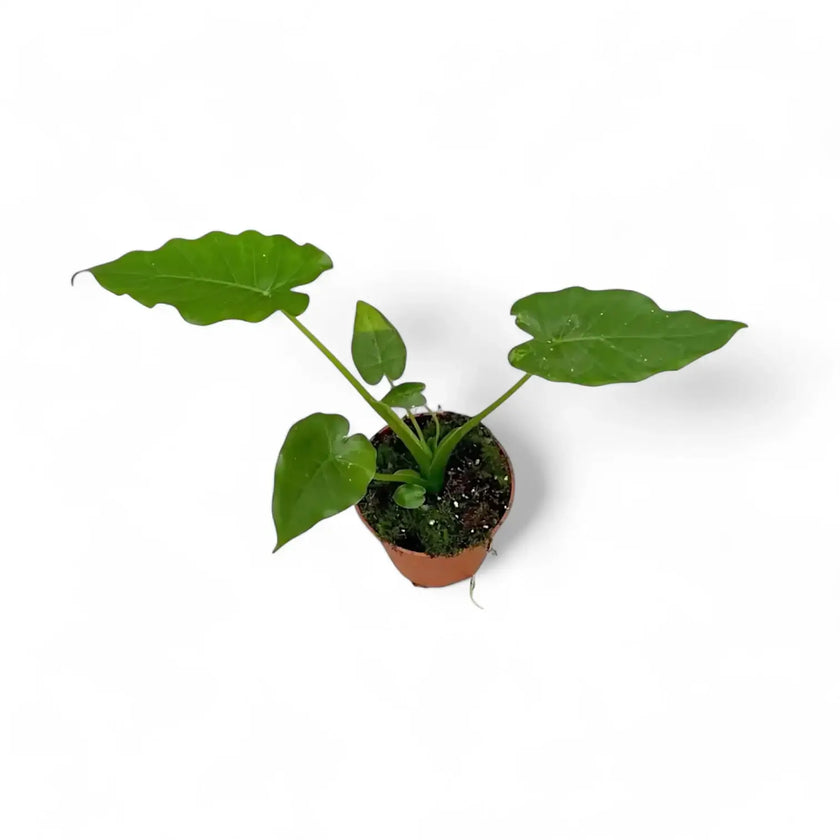Alocasia odora 'California' potted houseplant in nursery pot on white background, product photo 2.