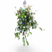 Aeschynanthus longicaulis (marmoratus) – Zimmerpflanze im Kulturtopf auf weißem Hintergrund, Produktfoto 4.