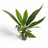 Philodendron campii 'Lynette' potted houseplant in nursery pot on white background, product photo 6.