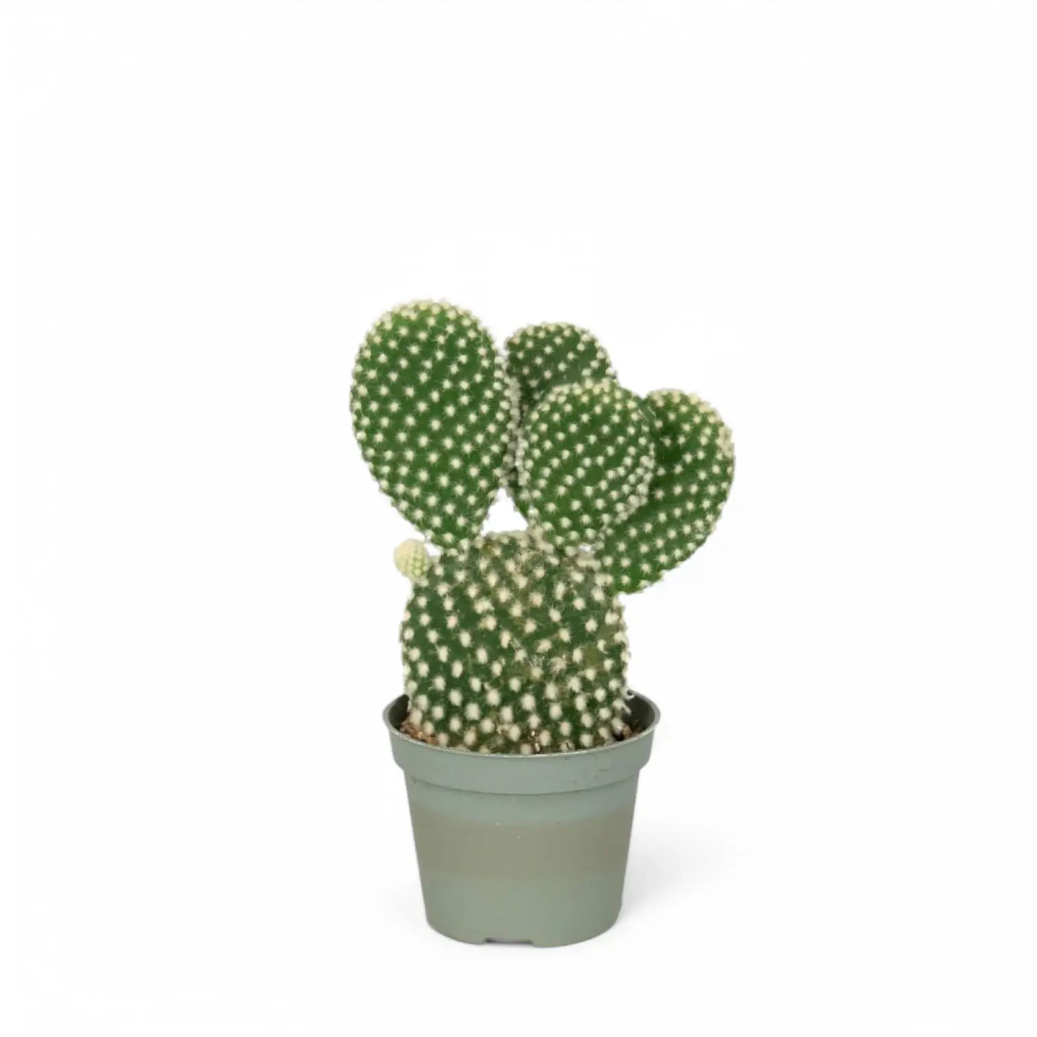 Opuntia microdasys var. albispina – Zimmerpflanze im Kulturtopf auf weißem Hintergrund, Produktfoto 2.