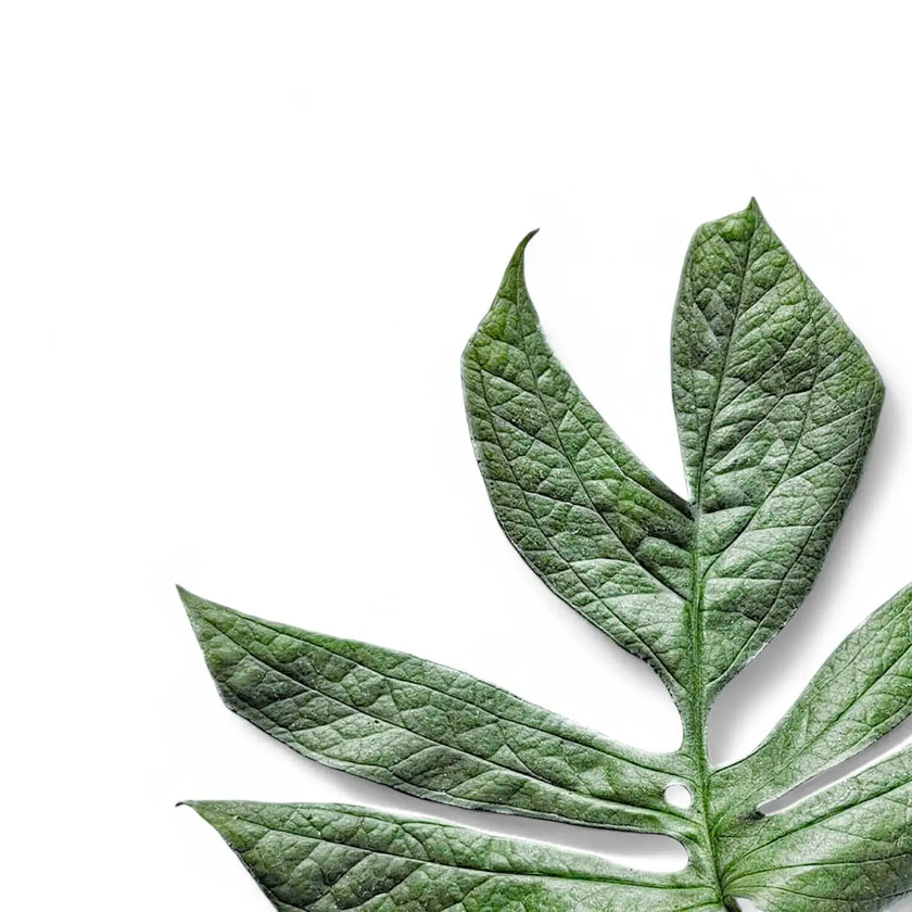 Amydrium medium 'Silver' ('Blue') leaf close-up on white background.