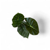 Alocasia 'Golden bone' – Zimmerpflanze im Kulturtopf auf weißem Hintergrund, Produktfoto 8.