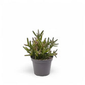 Rhipsalis burchellii – Zimmerpflanze im Kulturtopf auf weißem Hintergrund, Produktfoto 2.