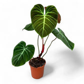 Philodendron 'El Choco red' (Philodendron rubrijuvenile) – Zimmerpflanze im Kulturtopf auf weißem Hintergrund, Produktfoto 1.