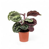 Goeppertia (Calathea) veitchiana 'Medaillon' – Zimmerpflanze im Kulturtopf auf weißem Hintergrund, Produktfoto 4.