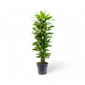 Dracaena fragrans 'Golden Coast' potted houseplant in nursery pot on white background, product photo 11.