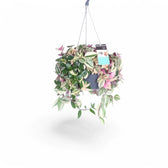 Tradescantia mundula 'Lisa' – Zimmerpflanze im Kulturtopf auf weißem Hintergrund, Produktfoto 2.