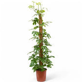 Rhaphidophora tetrasperma potted houseplant in nursery pot on white background, product photo 14.