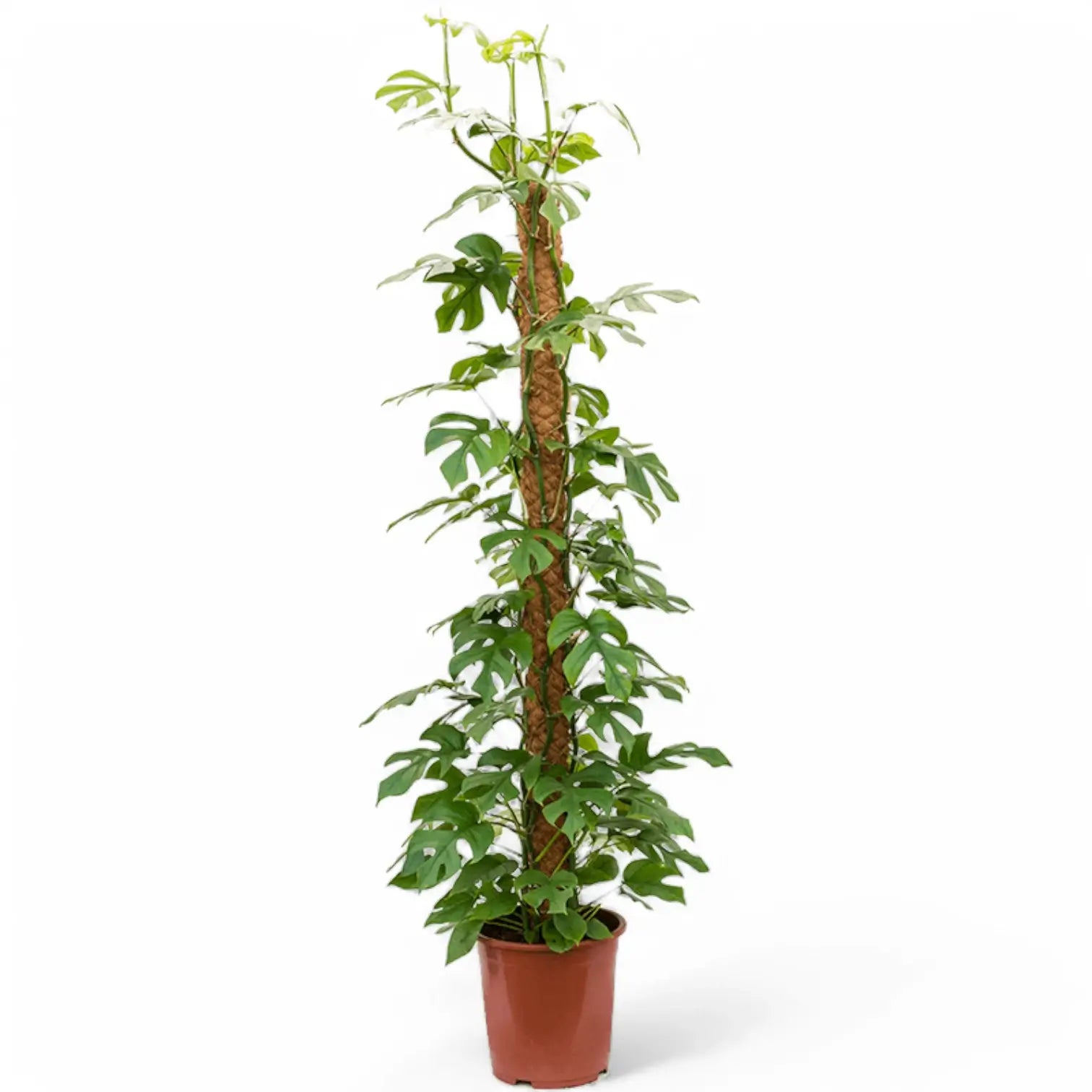 Rhaphidophora tetrasperma potted houseplant in nursery pot on white background, product photo 14.